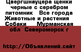 Цвергшнауцера щенки черные с серебром питомник - Все города Животные и растения » Собаки   . Мурманская обл.,Североморск г.